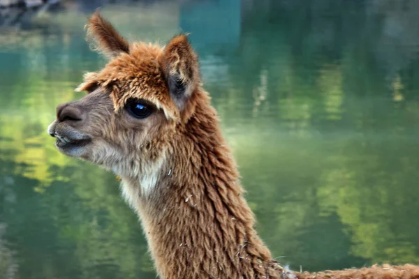 Bir güzel ve komik kahverengi lama gülümseme