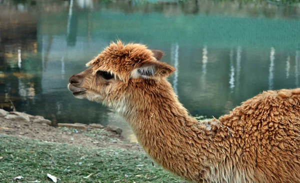 Bir güzel ve komik kahverengi lama gülümseme
