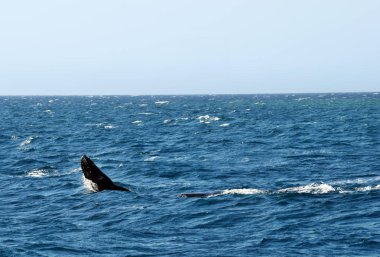 Kambur balina (Megaptera novaeangliae) Sunshine Coast, Queensland, Avustralya