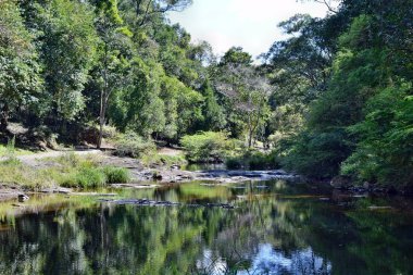 Güzel Gardners Falls'ta Maleny, Sunshine Coast, Avustralya.