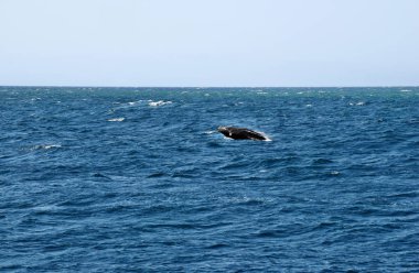 Kambur balina (Megaptera novaeangliae) Sunshine Coast, Queensland, Avustralya