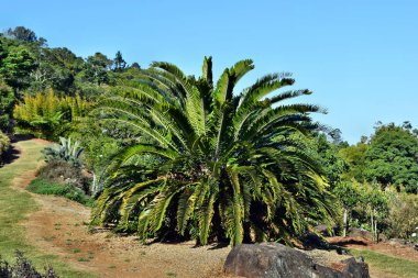  Subtropikal cycad büyüyen Encephalartos bitki palmiye dökmeyen 