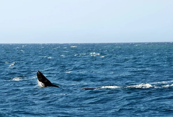 Kambur balina (Megaptera novaeangliae) Sunshine Coast, Queensland, Avustralya