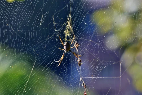 Altın orbweaver örümcek (Nephila plumipes) Sunshine Coast, Queensland, Avustralya