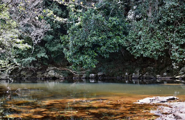 Güzel Gardners Falls'ta Maleny, Sunshine Coast, Avustralya.