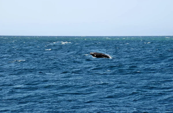 Kambur balina (Megaptera novaeangliae) Sunshine Coast, Queensland, Avustralya