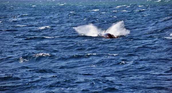 Humpback Whale Megaptera Novaeangliae Sunshine Coast Queensland Australia — Stock Photo, Image