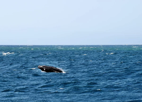 Kambur balina (Megaptera novaeangliae) Sunshine Coast, Queensland, Avustralya