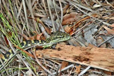 Avustralya yılan kıyı halı python (Morelia spilota mcdowelli) Sunshine Coast, Queensland, Avustralya