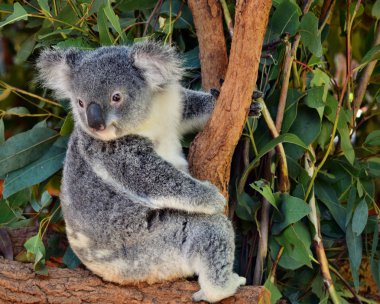 Avustralya 'da ağaç dalına bakan sevimli koala.