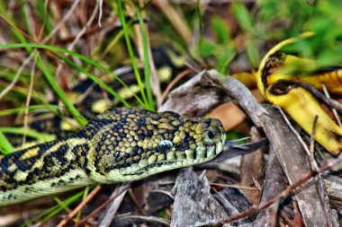 Avustralya yılan kıyı halı python (Morelia spilota mcdowelli) Sunshine Coast, Queensland, Avustralya