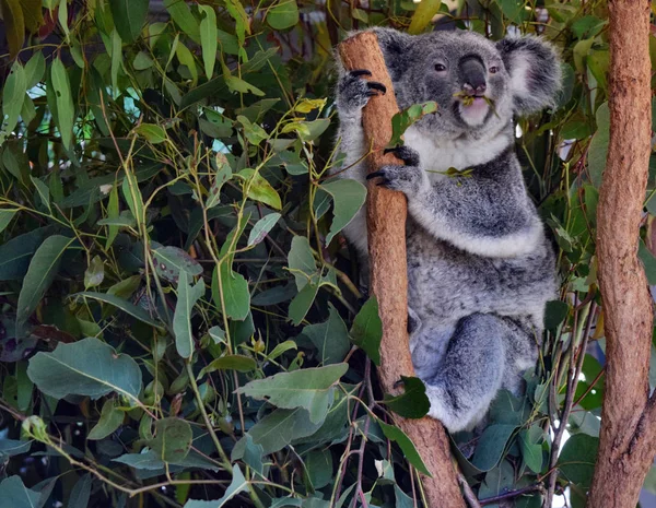 Koala Native Australian Animal Eating Eucalyptus Leaves — Stock Photo, Image