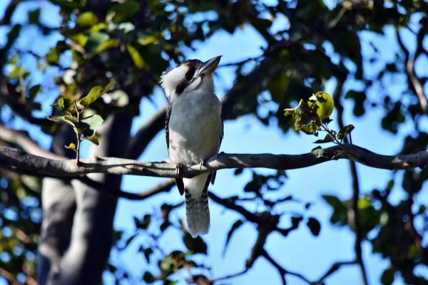 Κοιτάζοντας Kookaburra Στο Υποκατάστημα Sunshine Coast Queensland Αυστραλία — Φωτογραφία Αρχείου