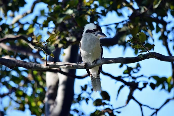 Looking Kookaburra Tak Sunshine Coast Queensland Australië — Stockfoto