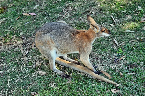 Fiatal Aranyos Vadon Élő Vörös Óriáskenguru Fűben Queensland Ausztrália — Stock Fotó