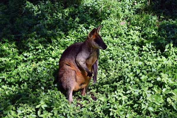 Giovane Canguro Wallaby Selvaggio Carino Sull Erba Nel Queensland Australia — Foto Stock
