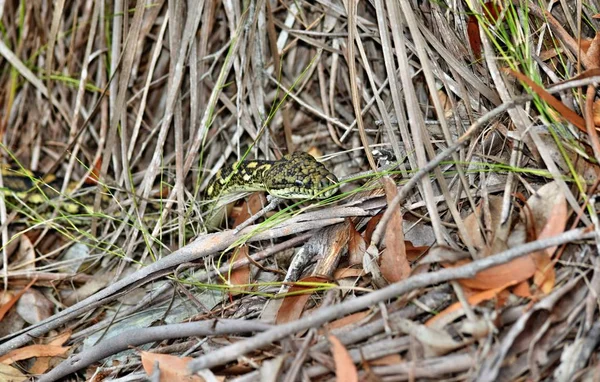 サンシャインコースト クイーンズランド州 オーストラリアのオーストラリアのヘビ沿岸カーペット Python Morelia Spilota Mcdowelli — ストック写真