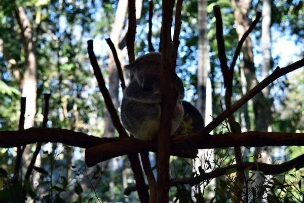 Koala Spaní Větev Eukalyptu Strom Austrálii — Stock fotografie