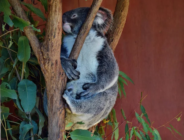 Koala Looking Tree Branch Eucalyptus Australia — Stock Photo, Image