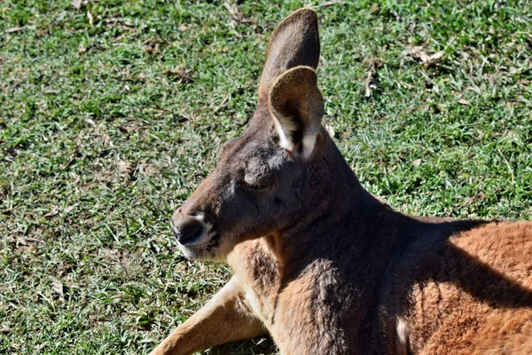 Vahşi Kırmızı Kanguru Queensland Avustralya Çim Üzerinde Yalan — Stok fotoğraf