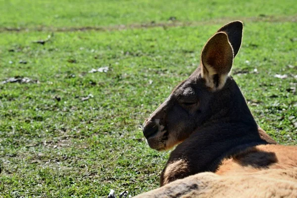 Çok Kaslı Vahşi Kırmızı Kanguru Queensland Avustralya Çim Üzerinde Yalan — Stok fotoğraf