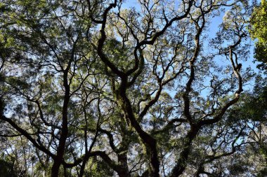 Bunya Milli Parkı'nda dev ağaç