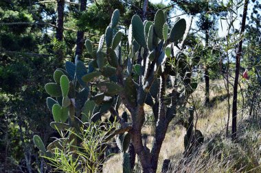 Kaktüs Opuntia sp. Avustralya