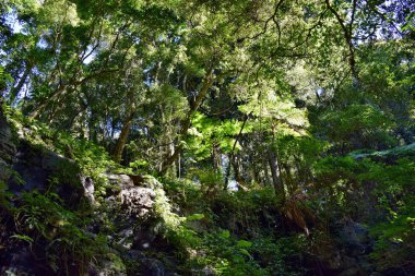 Palmiye ağacı ile açık mavi gökyüzü Bunya Milli Parkı'nda