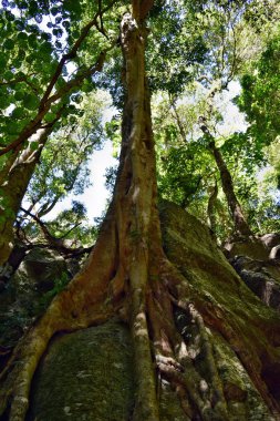 Büyük yağmur ormanı ağaç Bunya Milli Parkı'nda