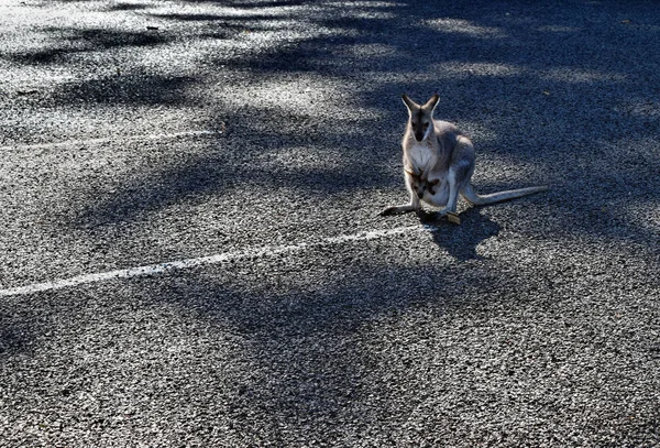 Симпатичный маленький дикий серый кенгуру с младенцем на парковке — стоковое фото