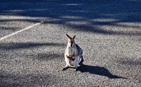 Lindo pequeño canguro gris salvaje con bebé en el estacionamiento —  Fotos de Stock