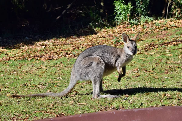 Młodych cute dziki szary kangur — Zdjęcie stockowe