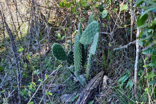 Cactus Opuntia sp. en Australie — Photo