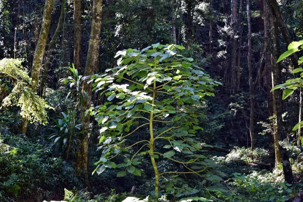 Árvore no Parque Nacional de Bunya — Fotografia de Stock