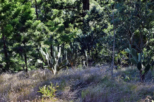 Kaktusz Opuntia sp., Ausztrália — Stock Fotó
