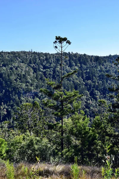 Landschap in het Nationaal Park Bunya — Stockfoto