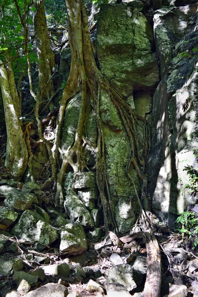 Enorme árbol de la selva tropical en el Parque Nacional Bunya — Foto de Stock