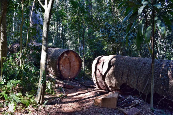 Huge cut tree trunk in Bunya National Park — Stock Photo, Image