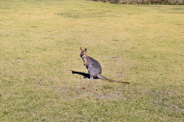 Unga söta vilda grå känguru — Stockfoto