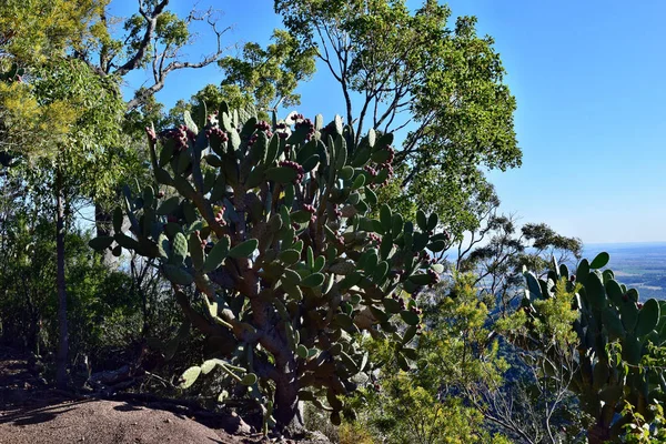 Kaktus Opuntia sp. v Austrálii — Stock fotografie