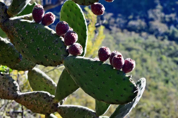 Kaktus Opuntia v Austrálii — Stock fotografie