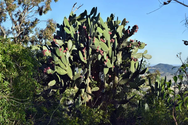 Cactus Opuntia sp. in Australia — Stock Photo, Image