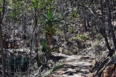 Milli Parkı orman yolu, Noosa Heads