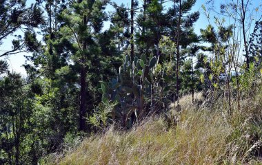 Kaktüs Opuntia sp. Avustralya