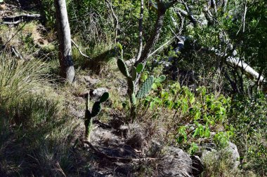 Kaktüs Opuntia sp. Avustralya