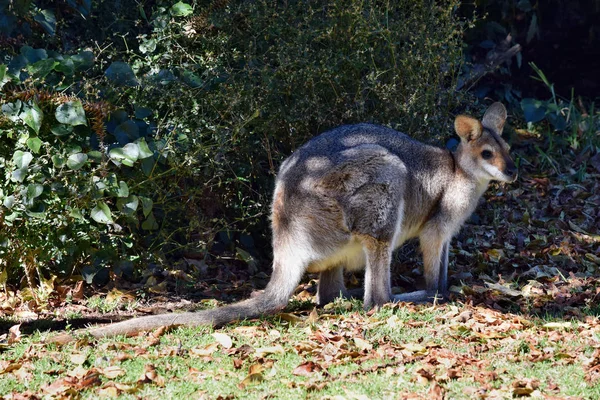 Joven lindo salvaje canguro gris — Foto de Stock