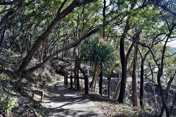 Lesní cesta v Noosa vede národní Park — Stock fotografie