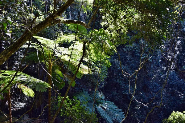 Regenwald im Bunya-Nationalpark — Stockfoto