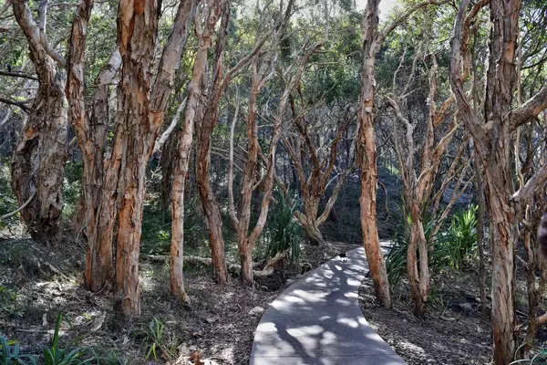 Lesní cesta v Noosa vede národní Park — Stock fotografie