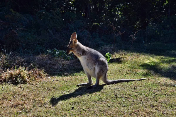 Unga söta vilda grå känguru — Stockfoto
